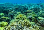 Cât costă Marea Barieră de Coral