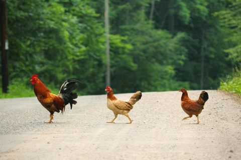 O autostradă BLOCATĂ de mii de găini