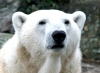 DRAMĂ! Urșii polari și balenele dispar de la POLUL NORD